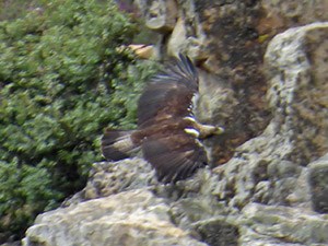 Spanish Imperial Eagle - Aquila adalberti © John Muddeman